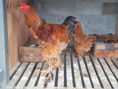Brahma Perdiz
