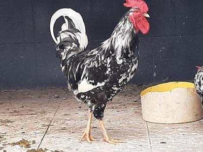 Galo Músico